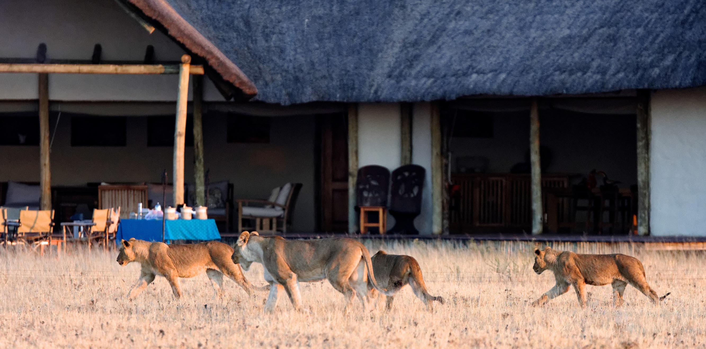 Somies amb un viatge inoblidable per Kenya? Podem fer-ho realitat, només tria el teu estil de safari.