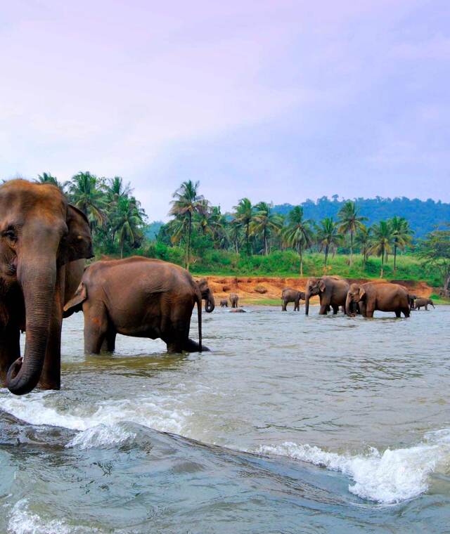 Viatge Sri Lanka
