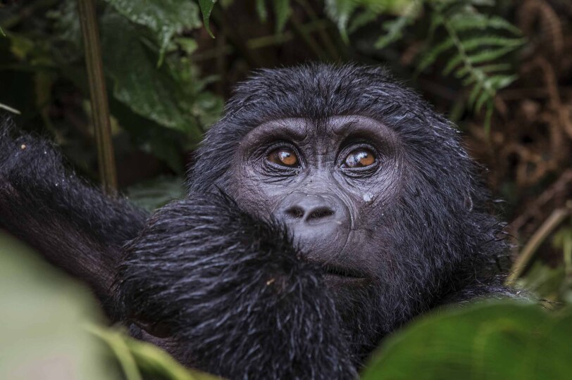 Blackpepper Viajes Uganda 0025 Ruta Primates