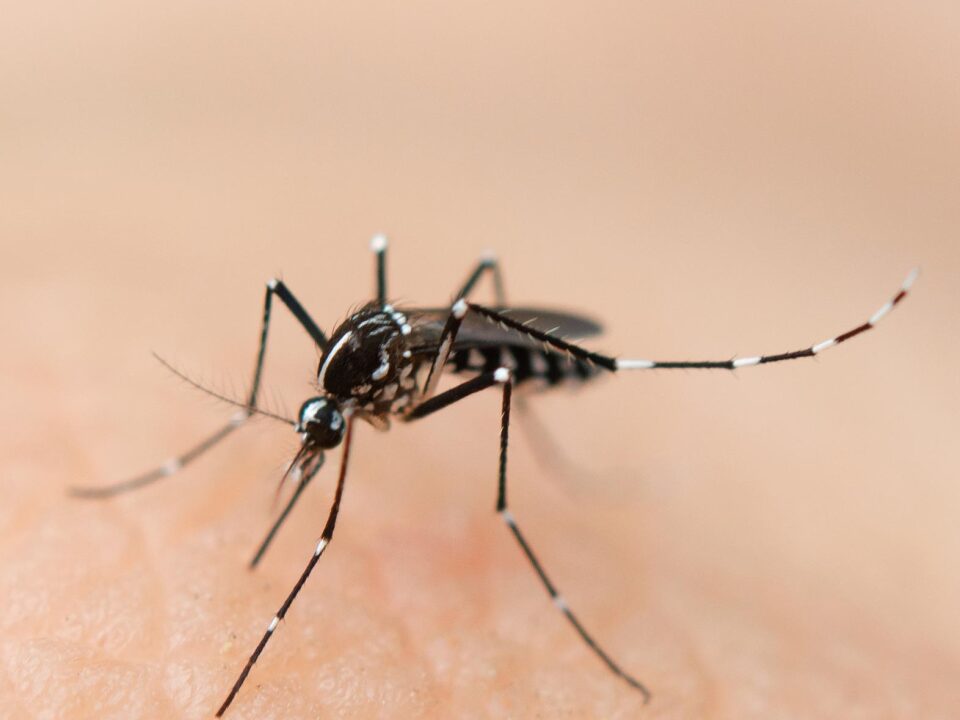 Malalties transmeses per mosquits